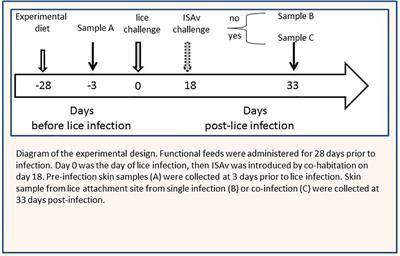 Transcriptome Analysis of Atlantic Salmon (Salmo salar) Skin in Response to Sea Lice and Infectious Salmon Anemia Virus Co-Infection Under Different Experimental Functional Diets